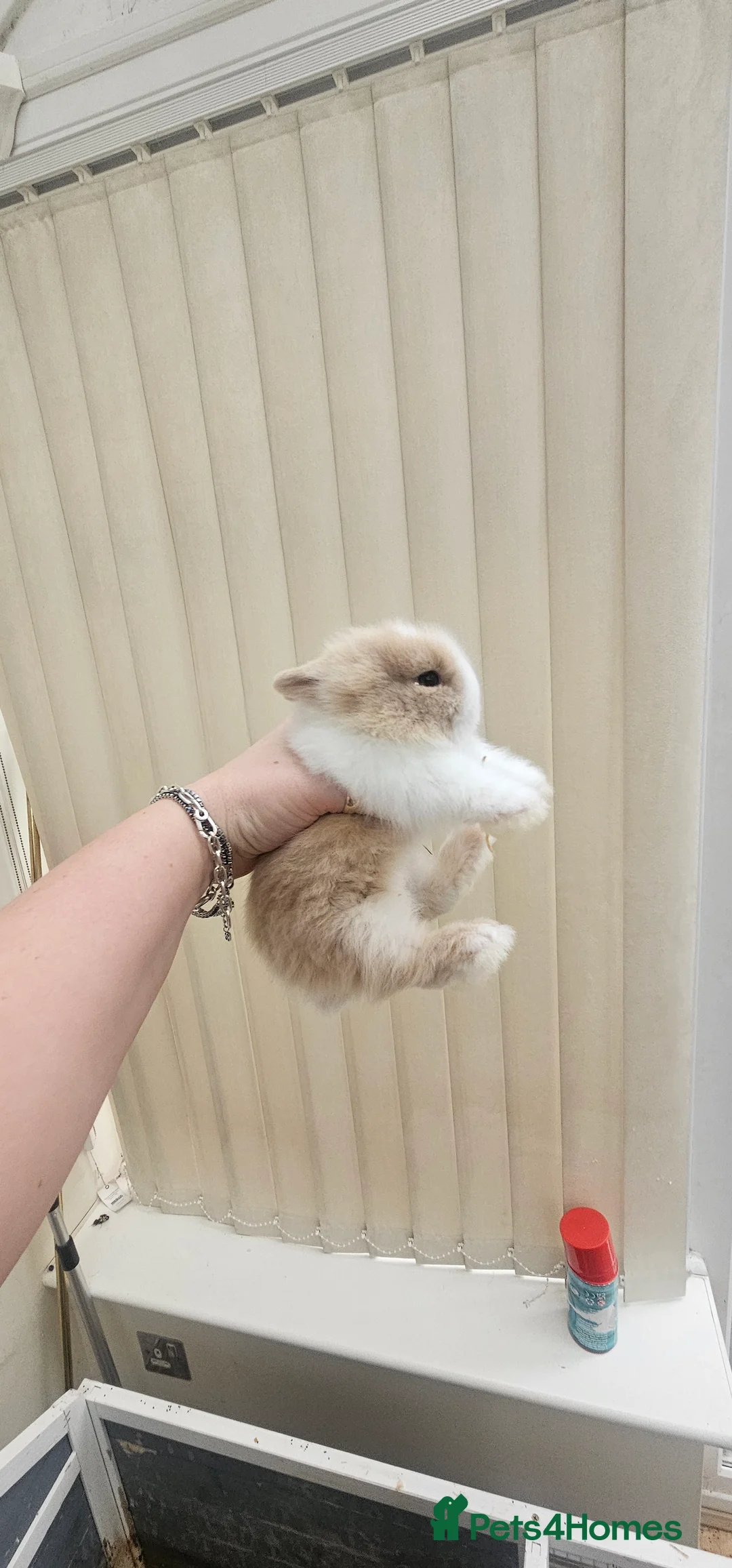 Dwarf Lop rabbits for sale:  2 Baby dwarf lionhead bunnies for sale  - Advert 5