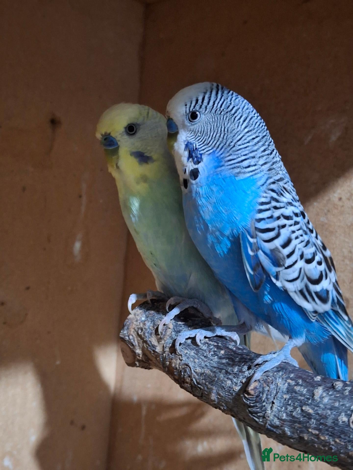 Budgerigars birds for sale: Male budgies  - Advert 1