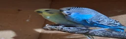 Budgerigars birds for sale: Male budgies  - Advert 1