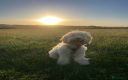 Cockapoo dogs for sale: Extremely sad situation- for rehome - Advert 1