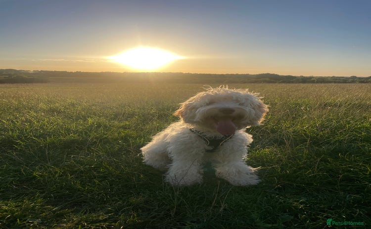 Cockapoo dogs Extremely sad situation- for rehome - Advert 4