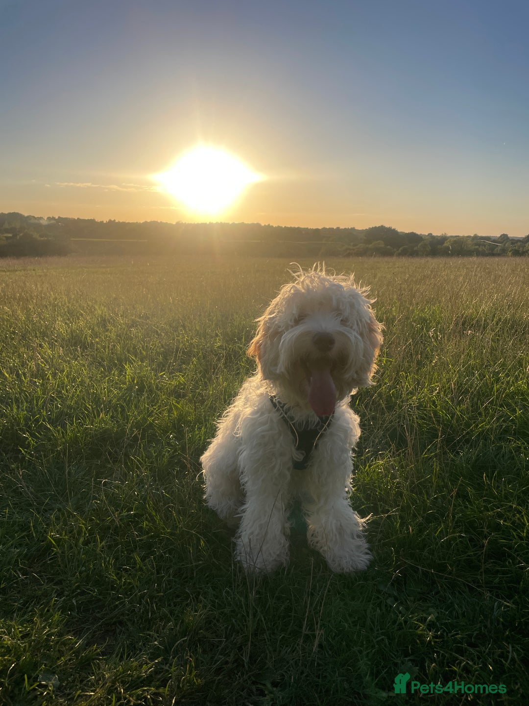 Cockapoo dogs for sale: Extremely sad situation- for rehome - Advert 1
