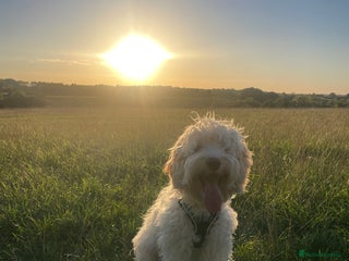 Cockapoo dogs for sale: Extremely sad situation- for rehome - Advert 1