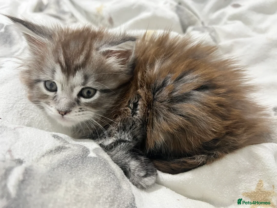 Maine Coon cats for sale: Polydactyl Maine Coon Girl! - Advert 6