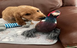 Cocker Spaniel dogs for sale:  Cocker spaniel puppies  - Advert 18