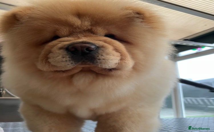 Chow Chow dogs - Advert 5