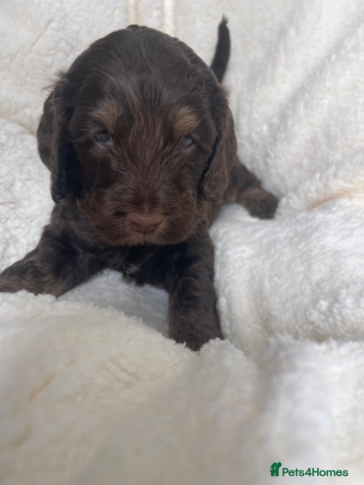 Cockapoo dogs Cockapoo puppies  - Advert 2