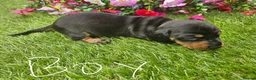 Dachshund dogs for sale: Dachshunds 8 Puppies 5 Girls,  3 Boys - Advert 7