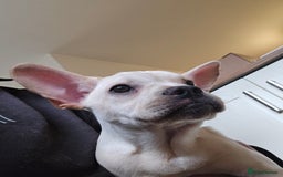 Mixed Breed dogs for sale: Frenchie x Labrador Puppies 17 weeks ready to go - Image 24