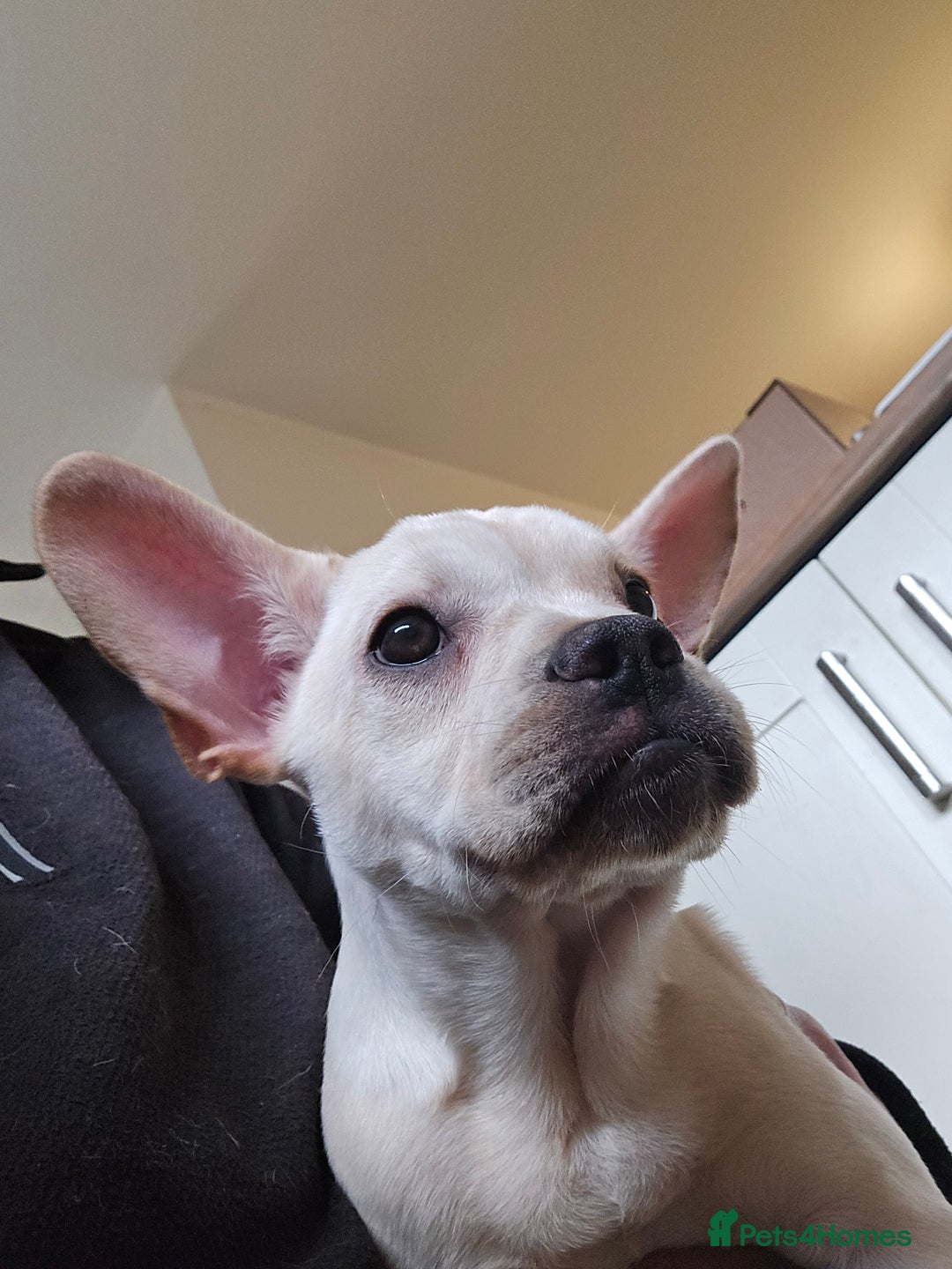 Mixed Breed dogs for sale: Frenchie x Labrador Puppies 17 weeks ready to go - Image 24