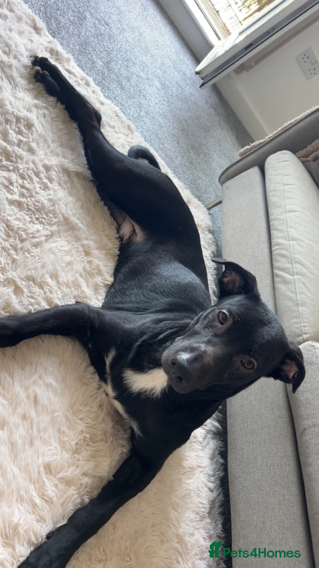 Mixed Breed dogs for sale: Rescue dog Loki  in Wigan - Advert 3