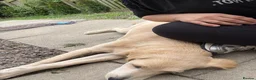 Golden Retriever dogs for sale: Female golden retriever  - Advert 5