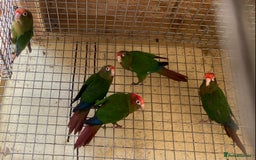 Conures birds for sale: Rose Crowned Conure Pyrrhura Rhodocephala  - Image 2