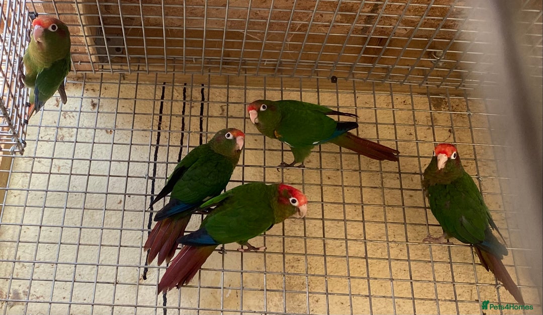 Conures birds for sale: Rose Crowned Conure Pyrrhura Rhodocephala  - Image 2