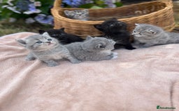 Scottish Fold cats for sale: Cute&Cuddy Scottish fold kittens - Image 2