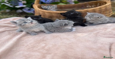 Scottish Fold cats - Advert 2