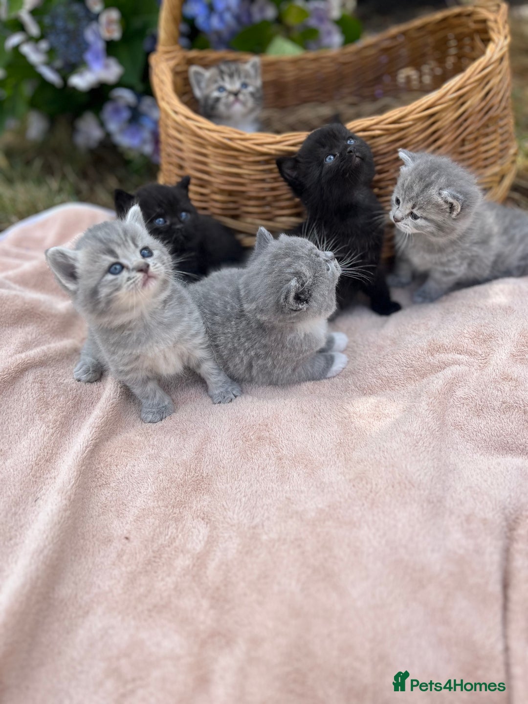 Scottish Fold cats for sale: Cute&Cuddy Scottish fold kittens - Image 2