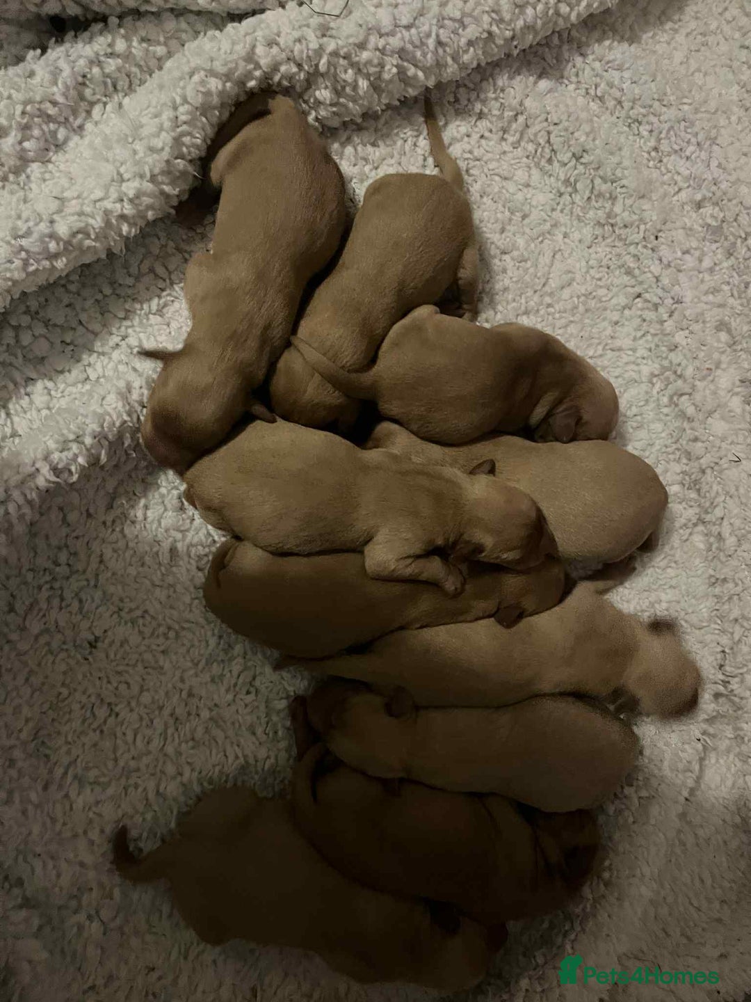 Labrador Retriever dogs for sale: Kc Fox Red Labs Ready Now  - Advert 5