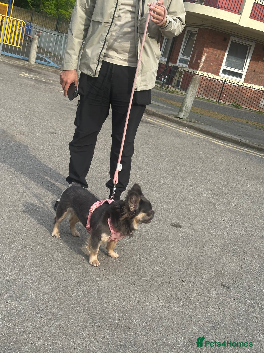 French Bulldog dogs for sale: Fluffy female Blue & Tan French Bulldog - Advert 3