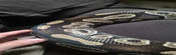 Python Snake reptiles for sale: 2 ball pythons - Advert 9