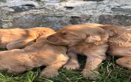 Labradoodle dogs for sale: Outstanding labradoodles from excellent pedigree  - Image 13