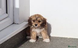Cavapoo dogs for sale: F1 Cavapoo puppies for sale - Image 12