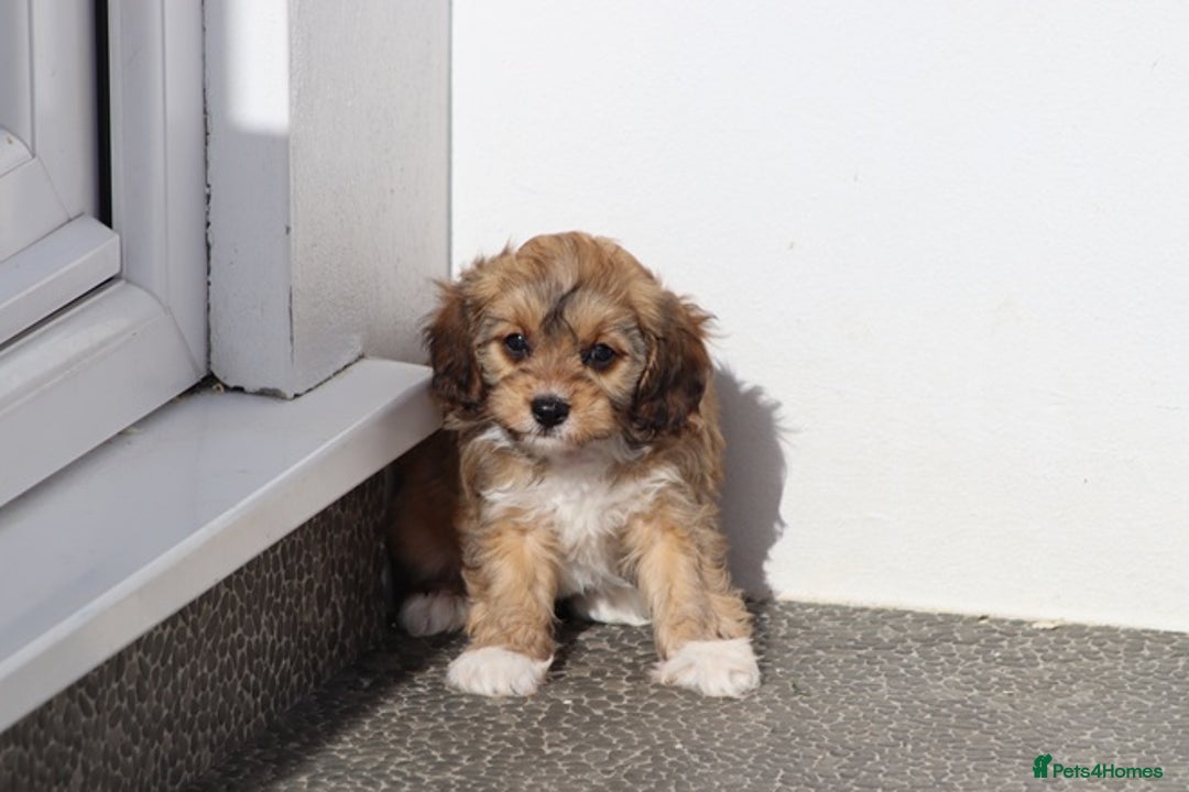 Cavapoo dogs for sale: F1 Cavapoo puppies for sale - Image 12