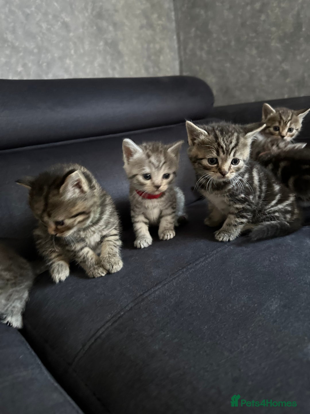 Scottish Fold cats for sale: Scottish fold/straight - Image 12