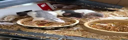 Rat rodents for sale: BEAUTIFUL BABY TAME RATS  - Advert 8