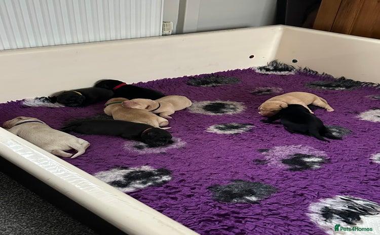 Labrador Retriever dogs for sale - Advert 1