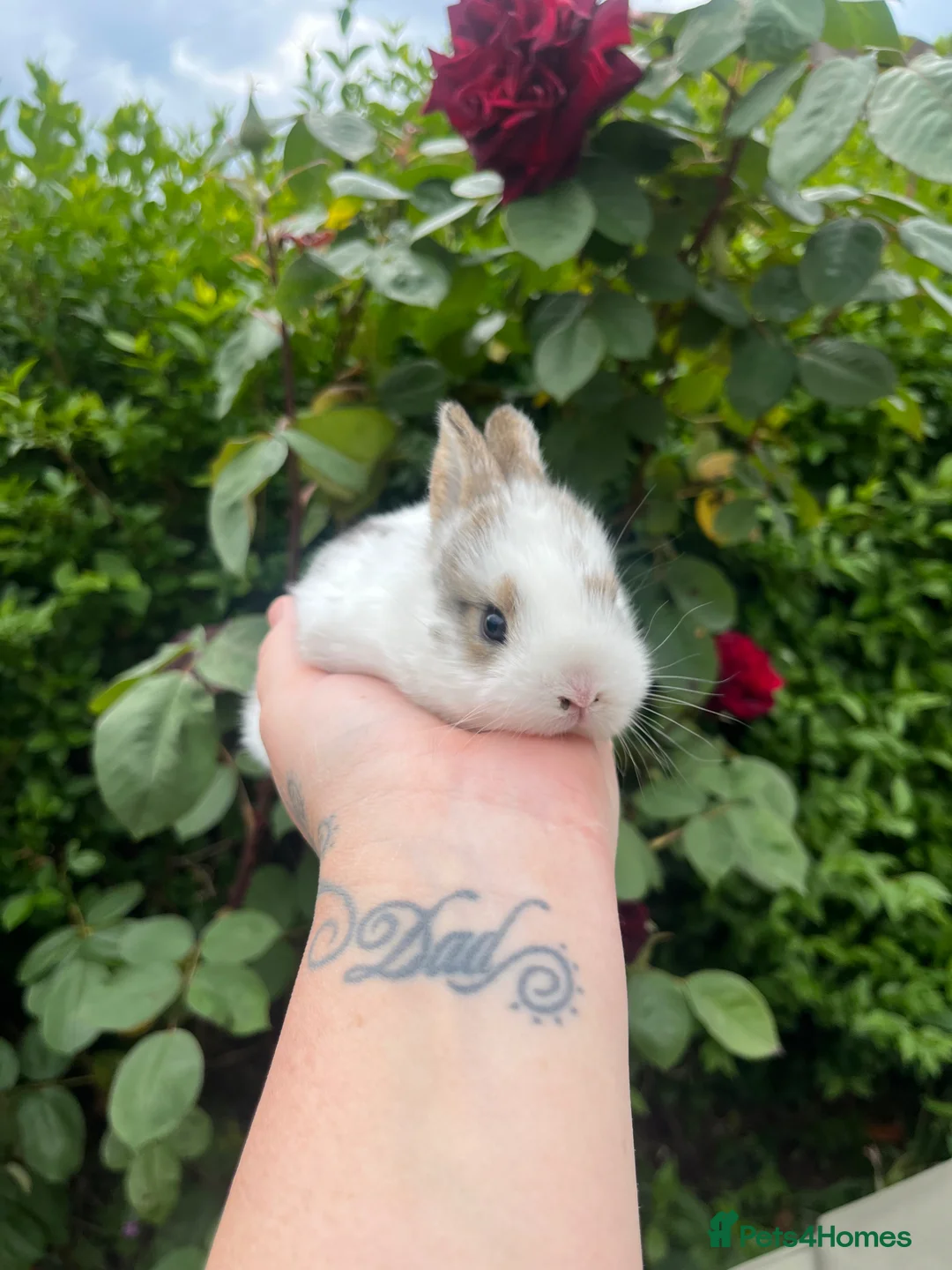 Mini Lop rabbits for sale: Mini lop / Netherland dwarf 3x males  - Advert 2