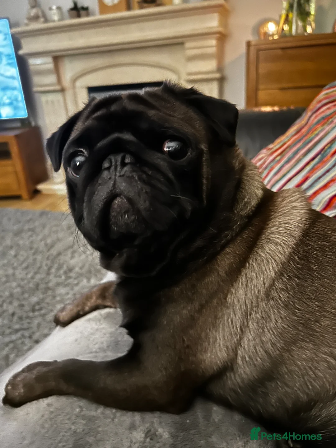 Pug dogs for stud: Platinum pug  in Durham - Advert 2