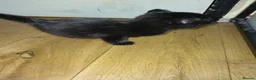 Bengal cats for sale: Rare Silver Smoke Bengal and Black Kittens. MALES - Advert 7