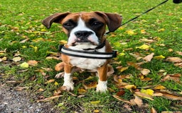 Boxer dogs for sale: Boxer boy needs new home - Advert 4