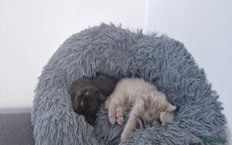 British Shorthair cats for sale: 4 British Shorthair  - Image 23