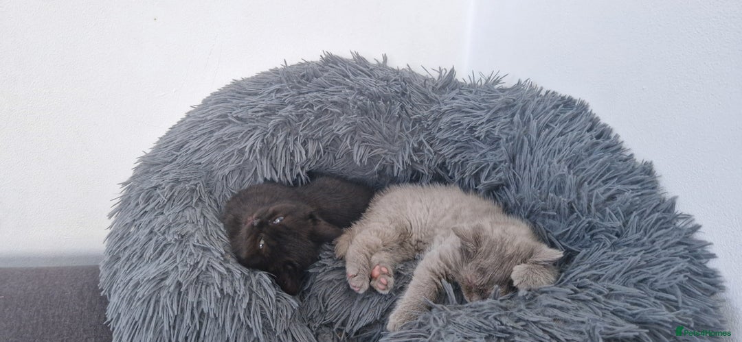 British Shorthair cats for sale: 4 British Shorthair  - Image 23