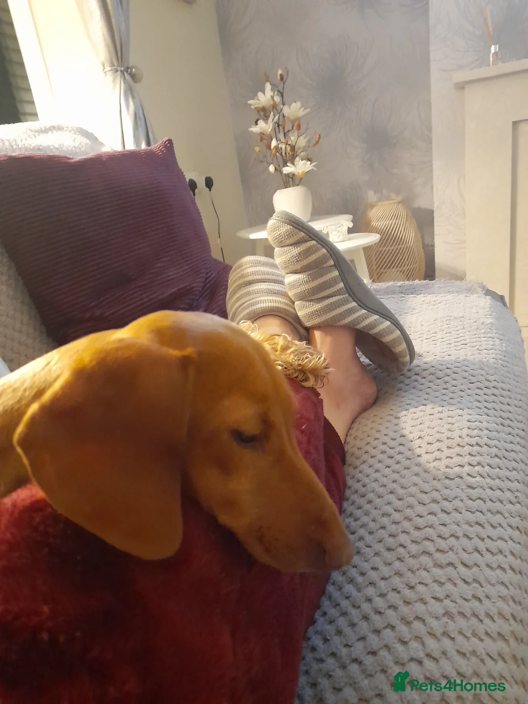 Miniature Dachshund dogs for sale: Two miniature dachshunds - Advert 2