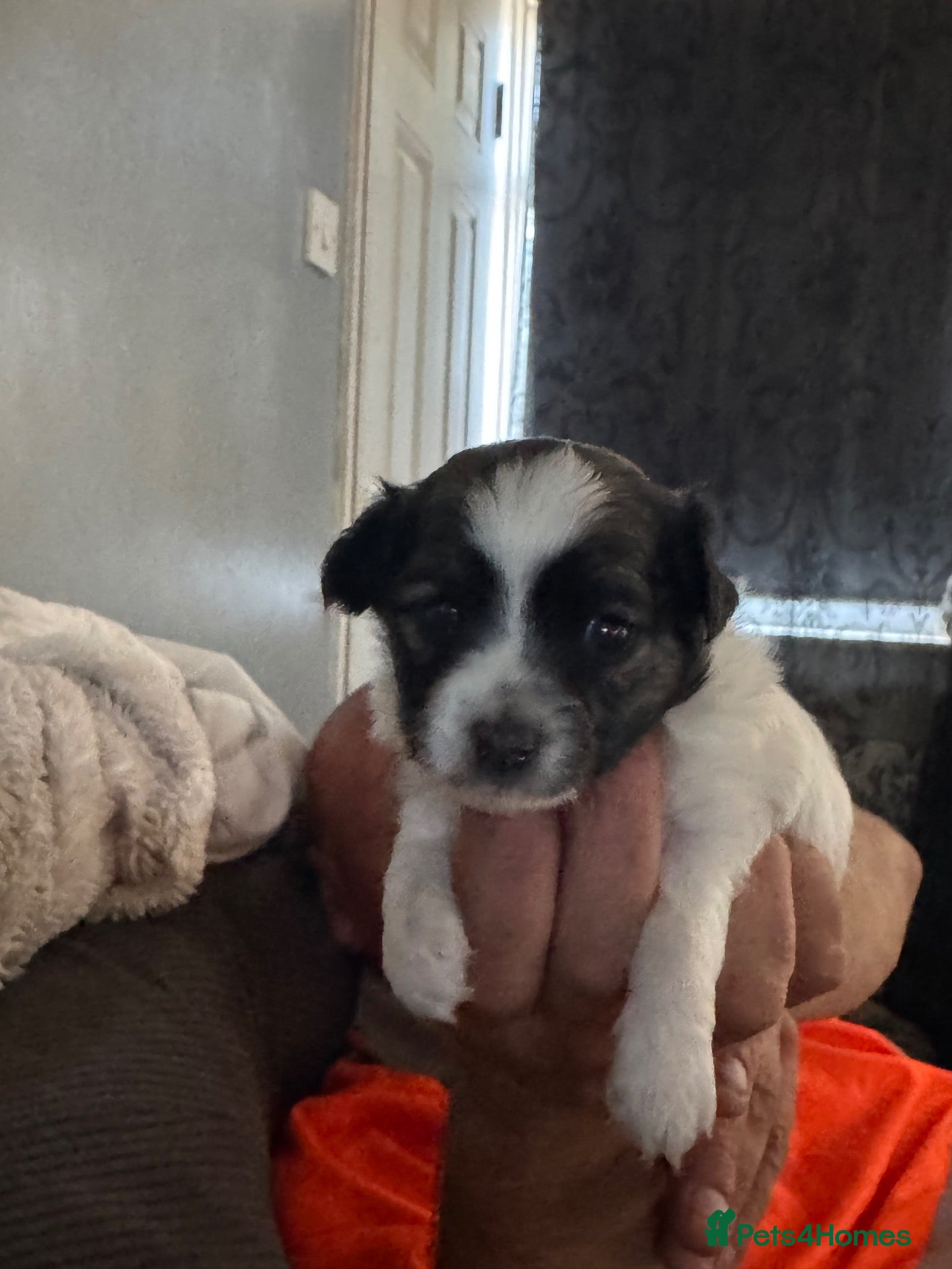 Chihuahua dogs Chihuahua boy for sale - Advert 15