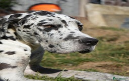 Great Dane dogs for sale: READY NOW PURE BRED GREAT DANE PUPPIES FOR SALE - Image 12