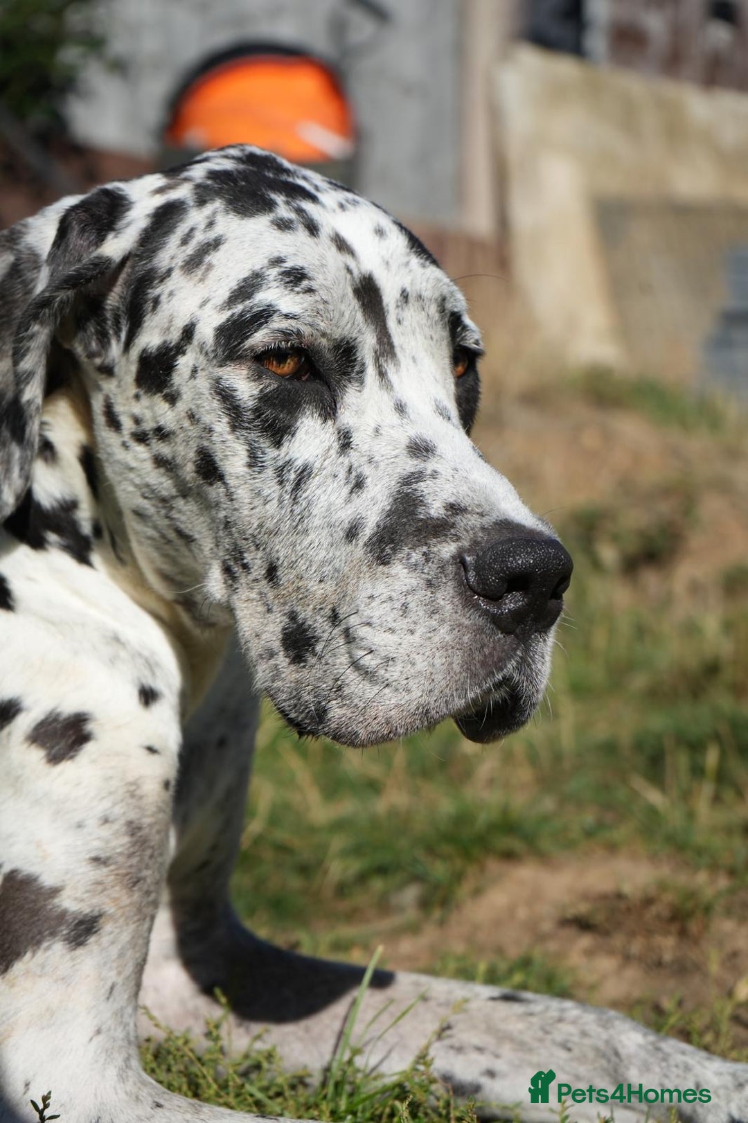 Great Dane dogs for sale: READY NOW PURE BRED GREAT DANE PUPPIES FOR SALE - Image 12