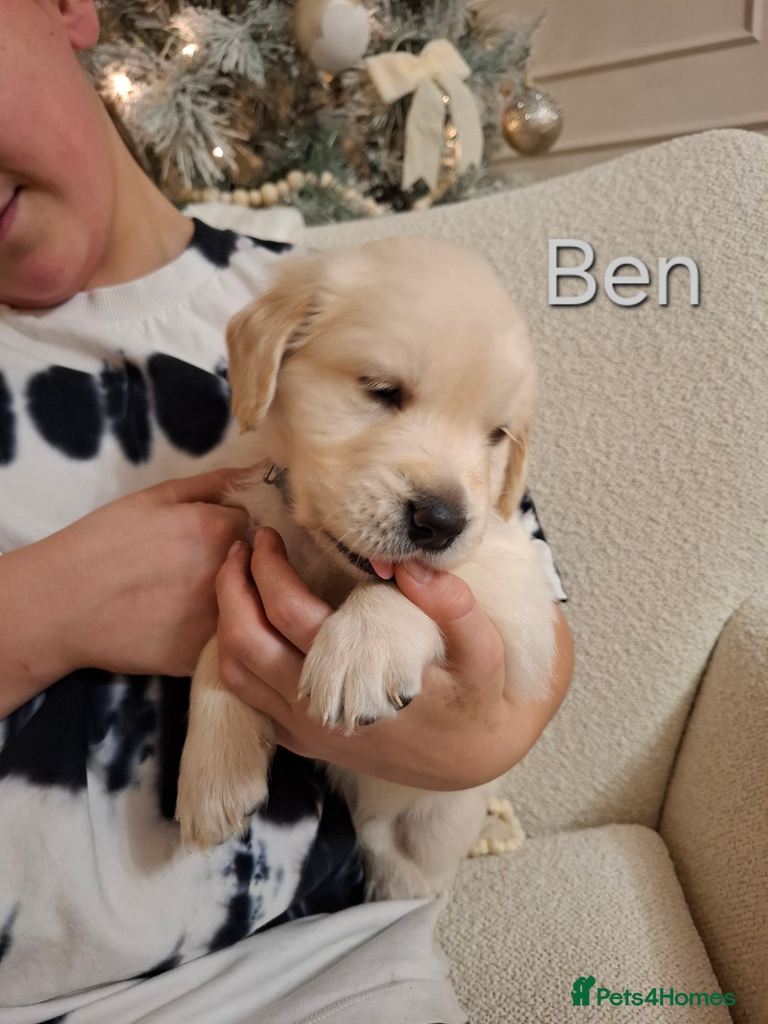 Golden Retriever dogs for sale: KC reg golden retriever puppies - Advert 7