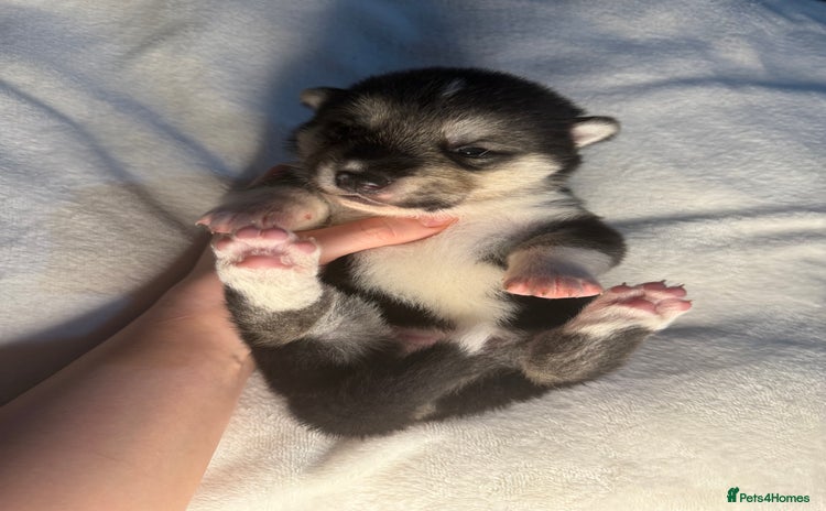 Huskita dogs - Advert 3