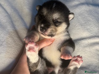 Huskita dogs - Advert 5