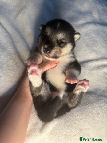 Huskita dogs - Advert 3