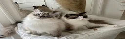Ragdoll cats for sale: ADORABLE Girl - Advert 4