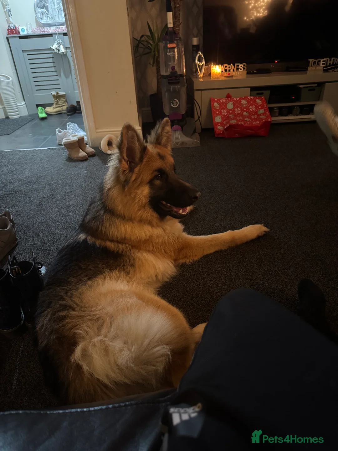 German Shepherd dogs for sale: German shepherd  - Advert 2