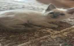 Ragdoll cats for sale: BEAUTIFUL RAGDOLL KITTENS - Image 6
