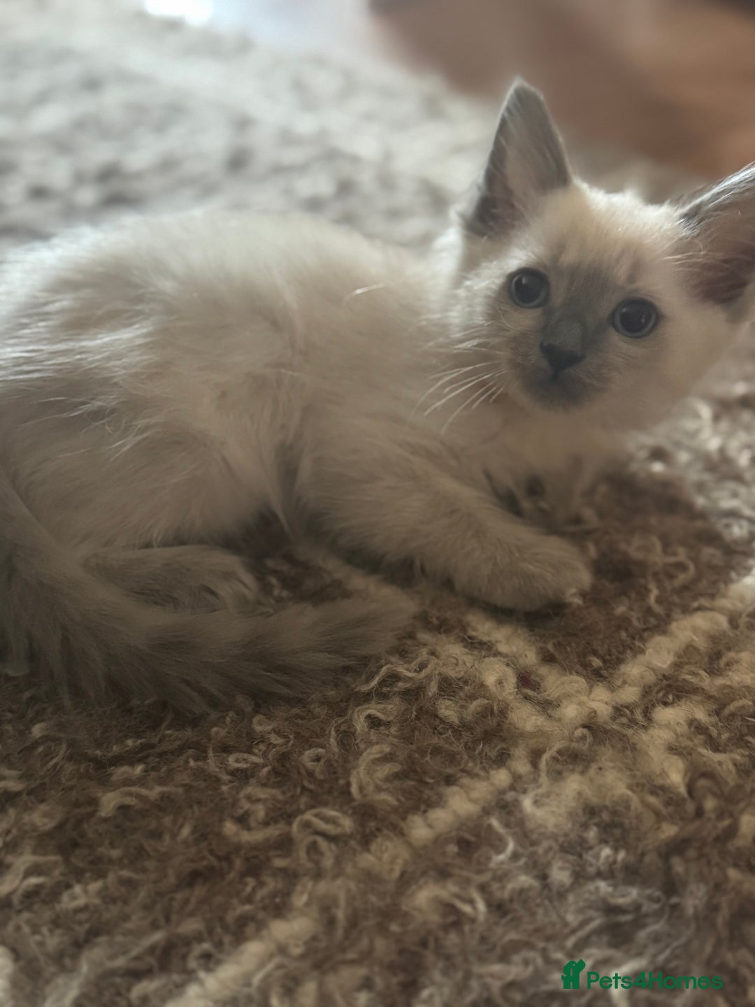 Ragdoll cats for sale: BEAUTIFUL RAGDOLL KITTENS - Image 6