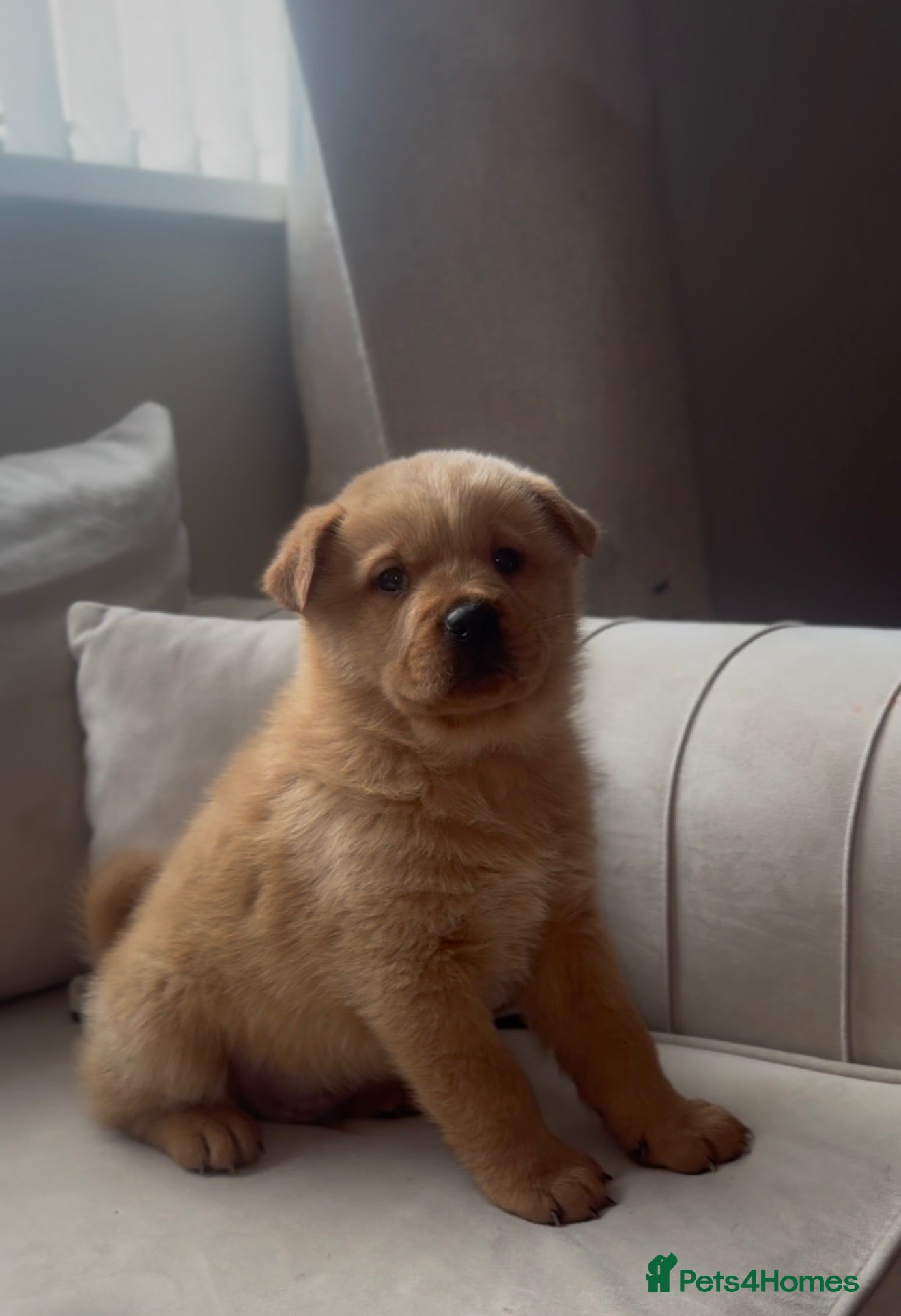 Mixed Breed dogs Chow chow x Rottweiler puppies ready now  - Advert 15