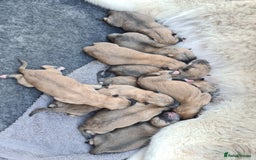 Mixed Breed dogs for sale: Czech Wolfdog × Akita/Malamute Puppies - Image 4